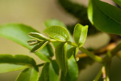 Pterocarya fraxinifolia - paořech jasanolistý, lapina kavkazská - list jaro 